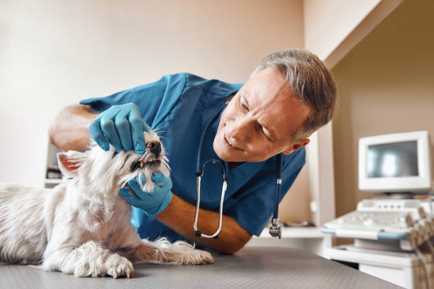 Best Emergency Treatment for Dental Infections or Abscesses in Minoa, NY